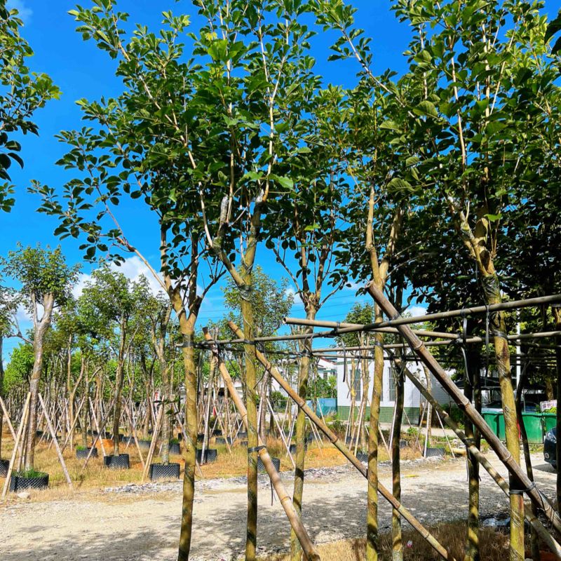 黄花风铃木米径5公分-6公分产地直供欢迎前来咨询