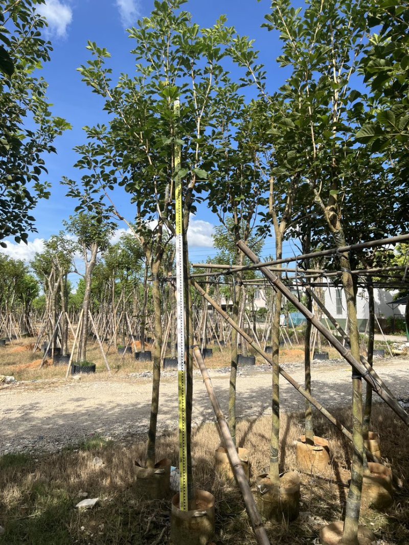 黄花风铃木米径5公分-6公分产地直供欢迎前来咨询