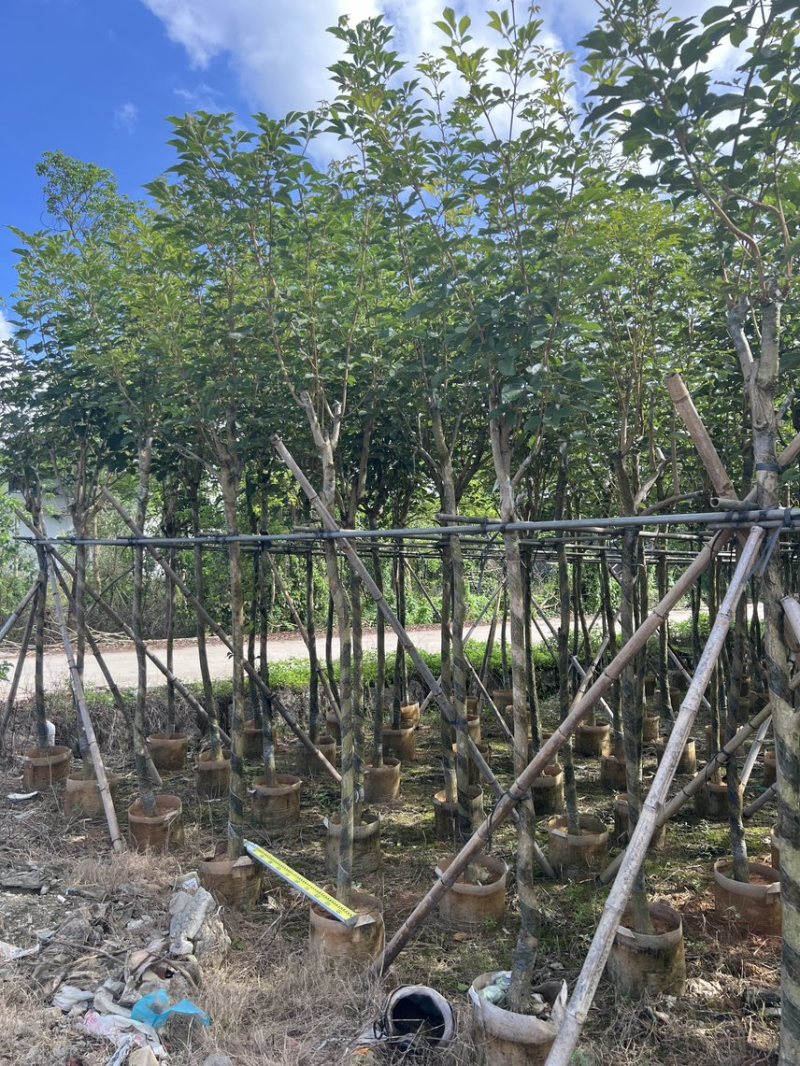 黄花风铃木米径5公分-6公分产地直供欢迎前来咨询