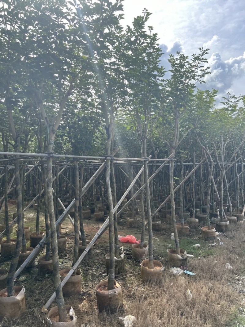 黄花风铃木米径5公分-6公分产地直供欢迎前来咨询