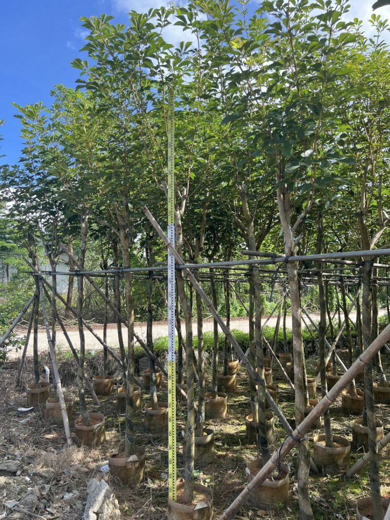 黄花风铃木米径5公分-6公分产地直供欢迎前来咨询