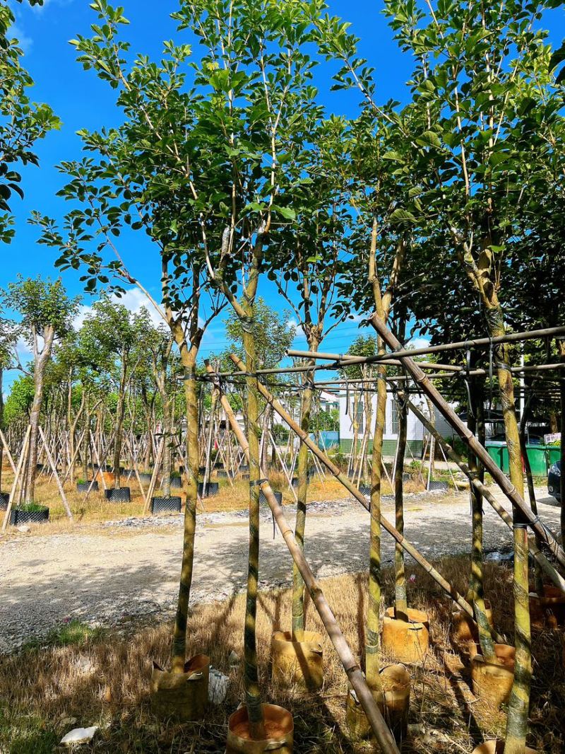 黄花风铃木米径5公分-6公分产地直供欢迎前来咨询