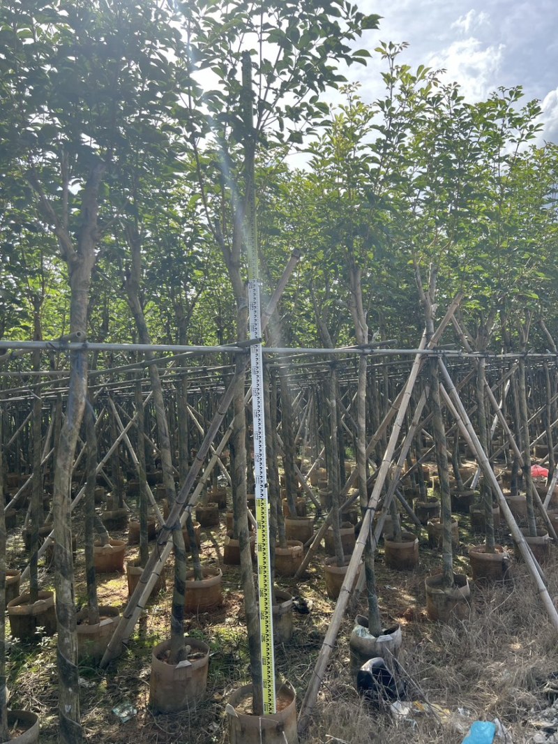 黄花风铃木米径5公分-6公分产地直供欢迎前来咨询