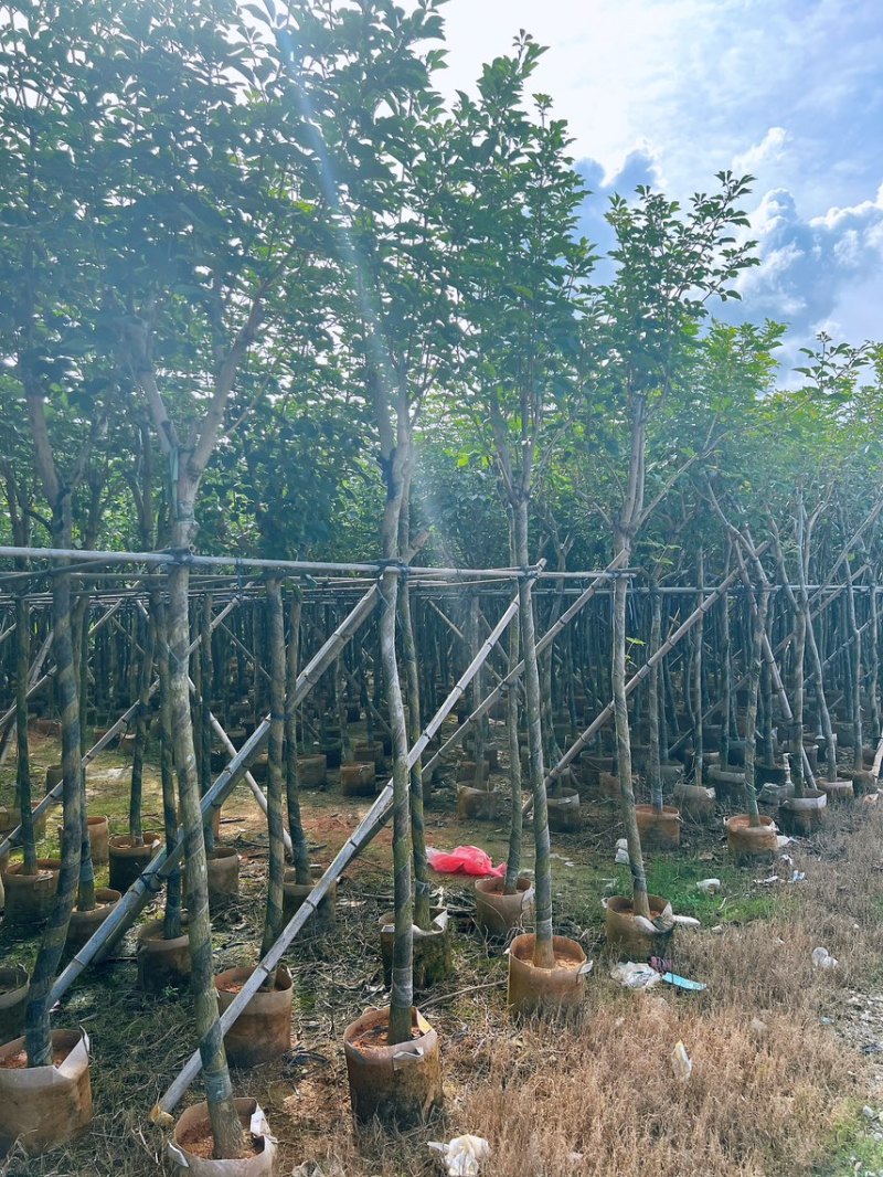 黄花风铃木米径5公分-6公分产地直供欢迎前来咨询