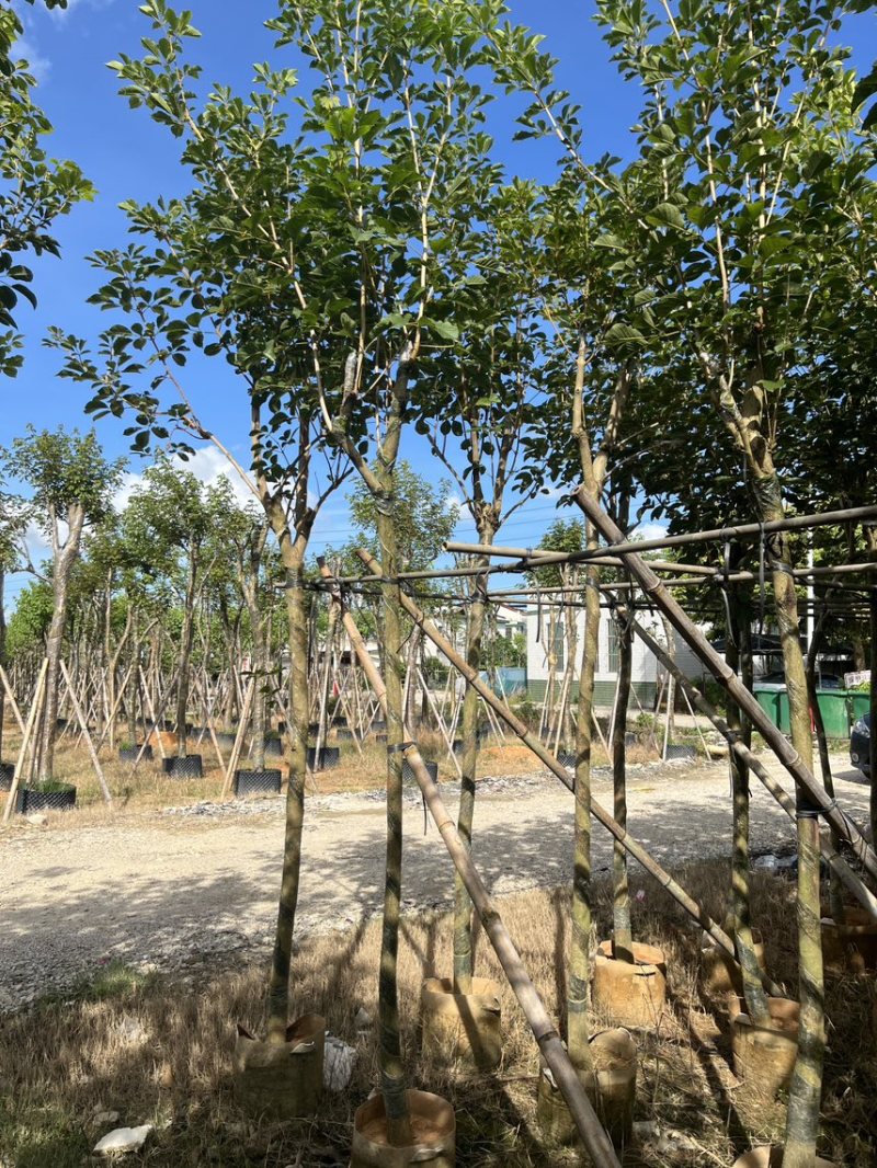 黄花风铃木米径5公分-6公分产地直供欢迎前来咨询