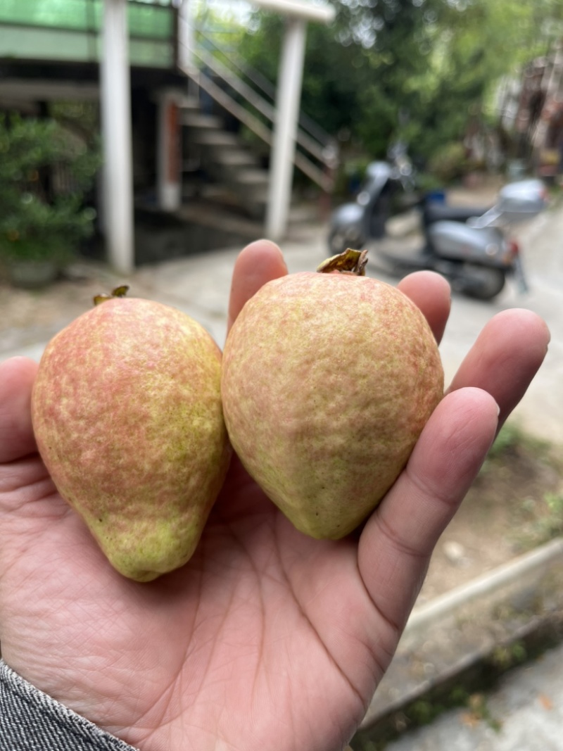 广州增城本地胭脂四季红番石榴，软糯香甜，喜欢的请联系。