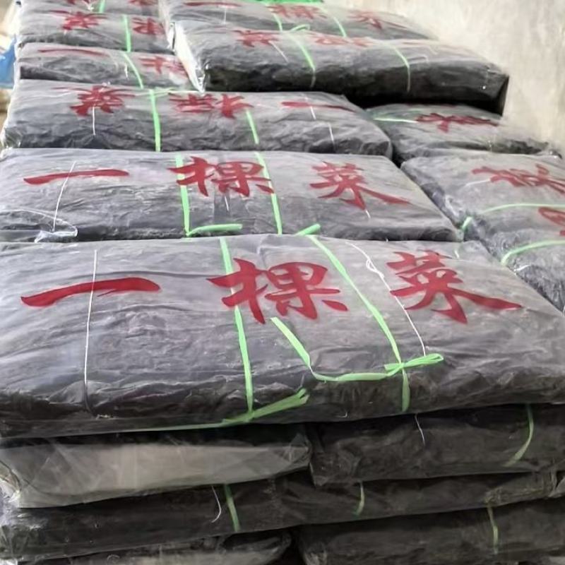 干海带短板菜二俩片三俩片一棵菜海带海带片三十公分产地直供
