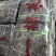 干海带短板菜二俩片三俩片一棵菜海带海带片三十公分产地直供