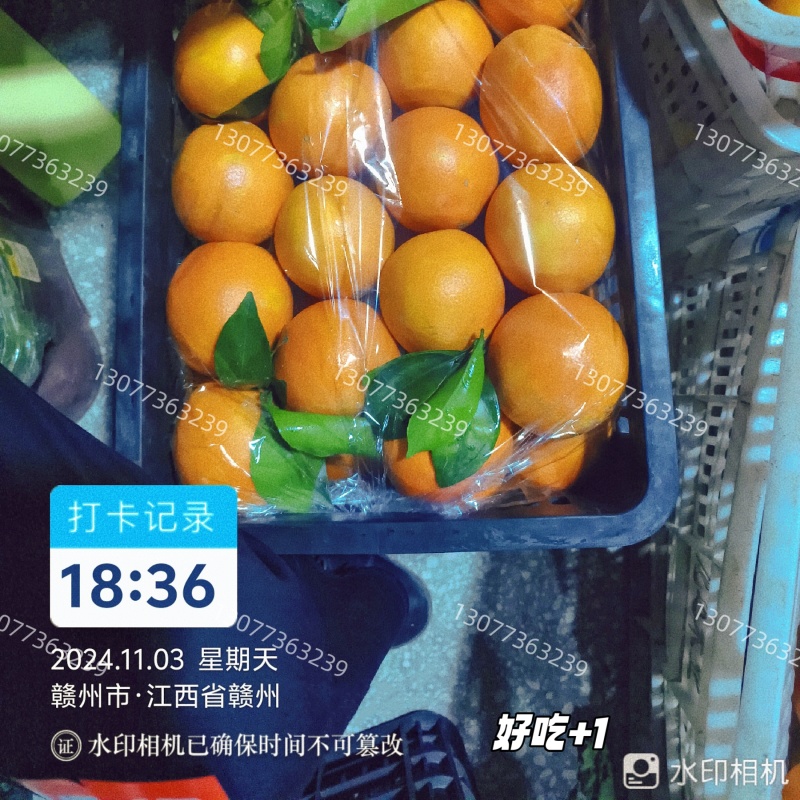 正宗赣南脐橙精品批发/代发/代办