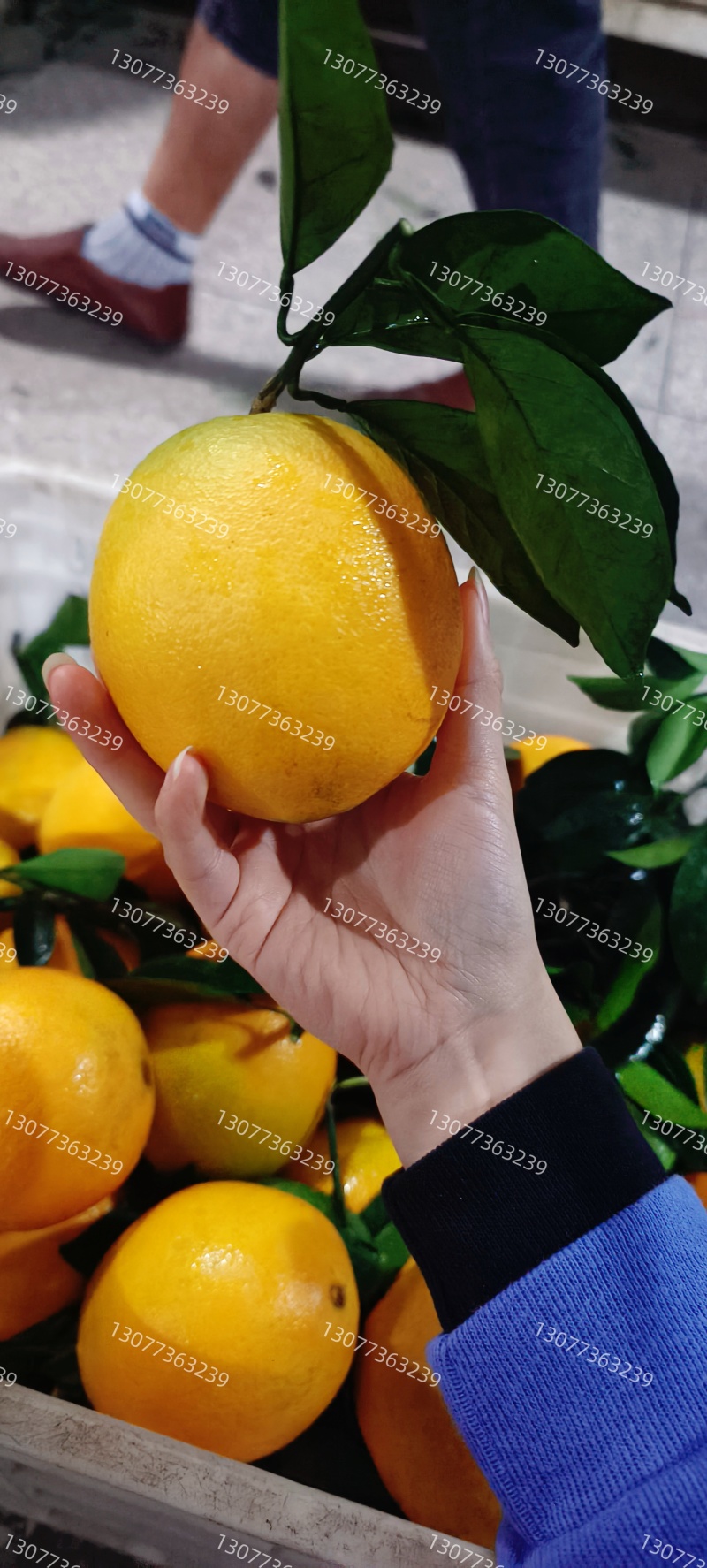 正宗赣南脐橙精品批发/代发/代办