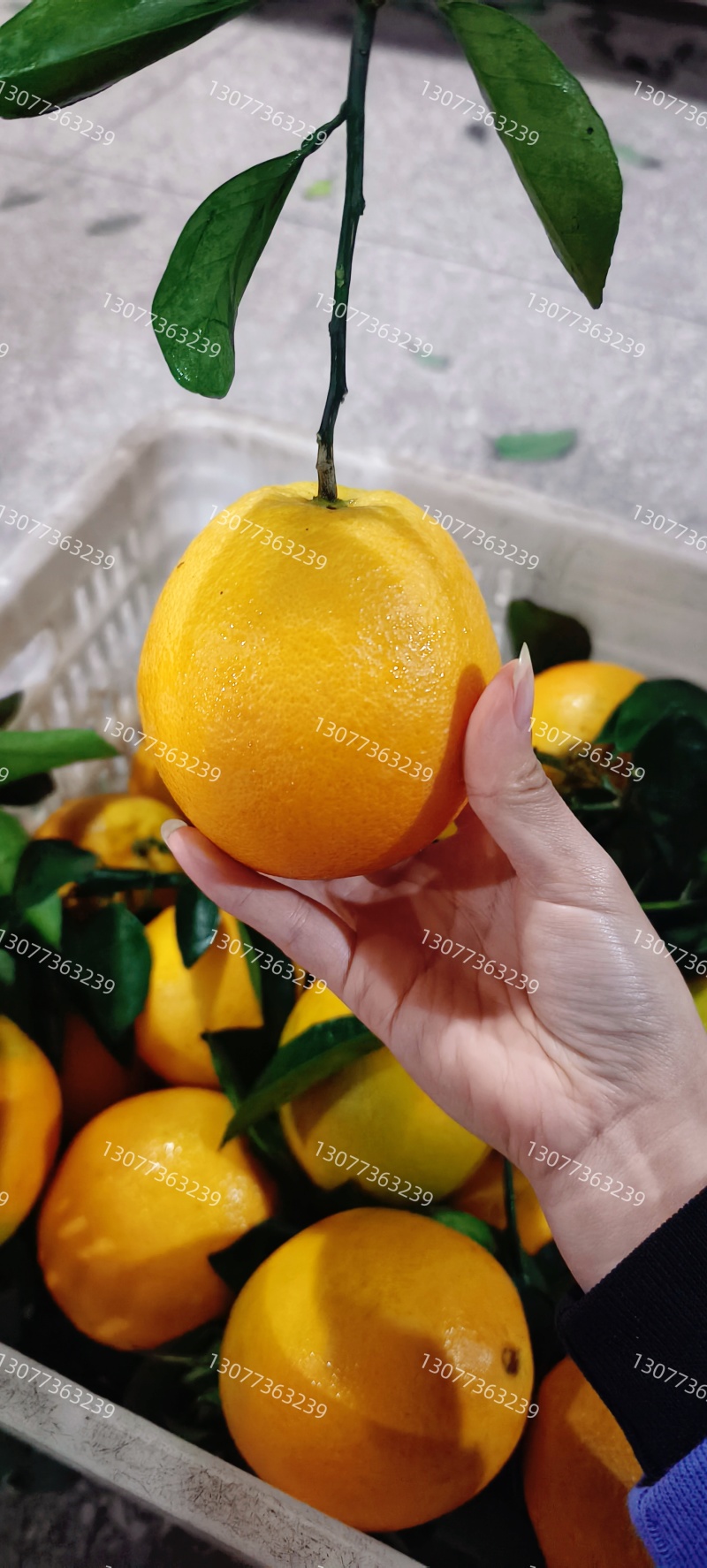 正宗赣南脐橙精品批发/代发/代办