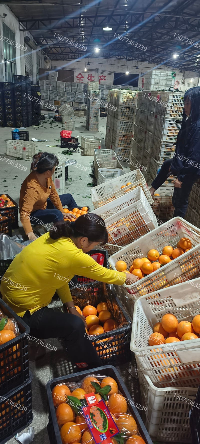 正宗赣南脐橙精品批发/代发/代办