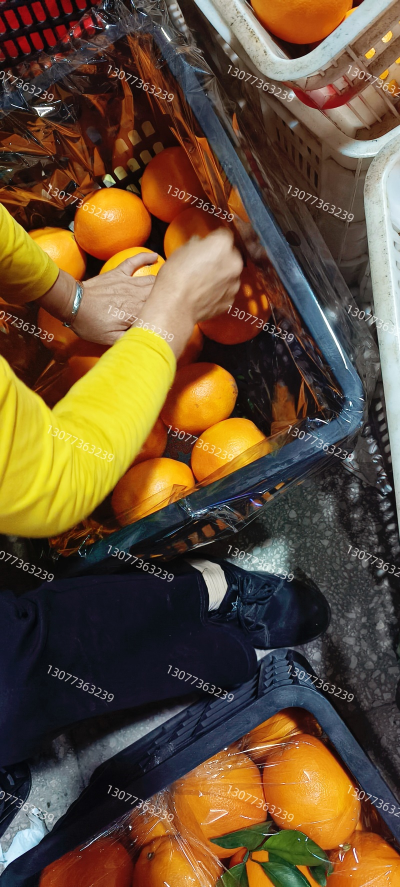 正宗赣南脐橙精品批发/代发/代办