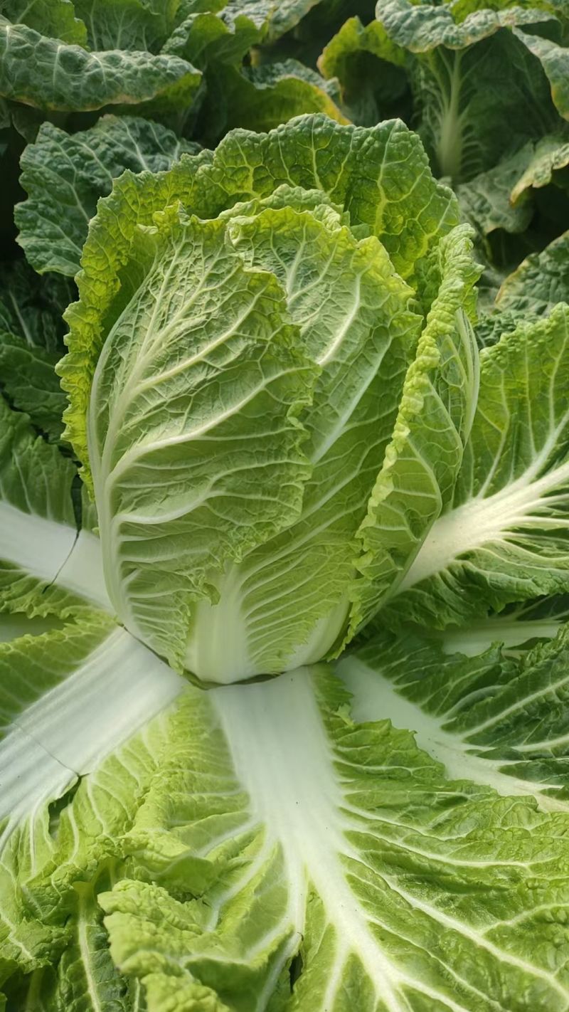 狮子头白菜