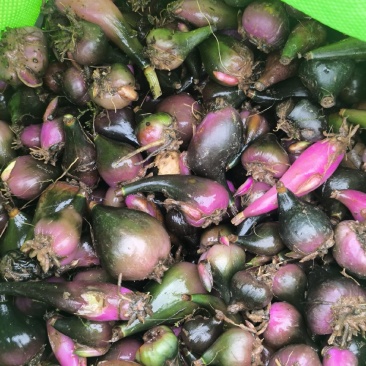 冰球子，独蒜兰小苗，中苗，大苗，果荚，成品