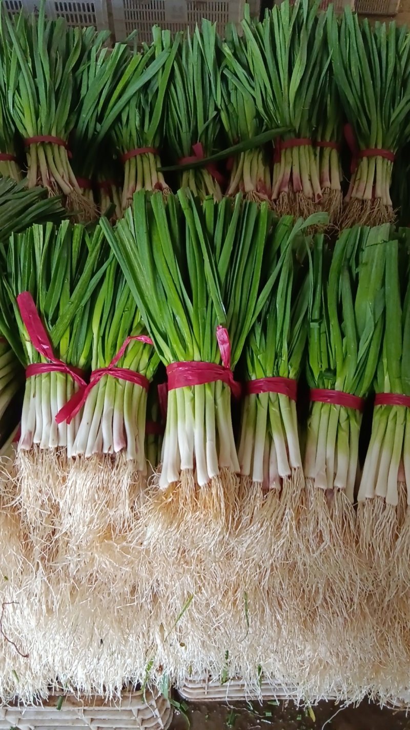 山东新泰精品红根蒜苗大量出售