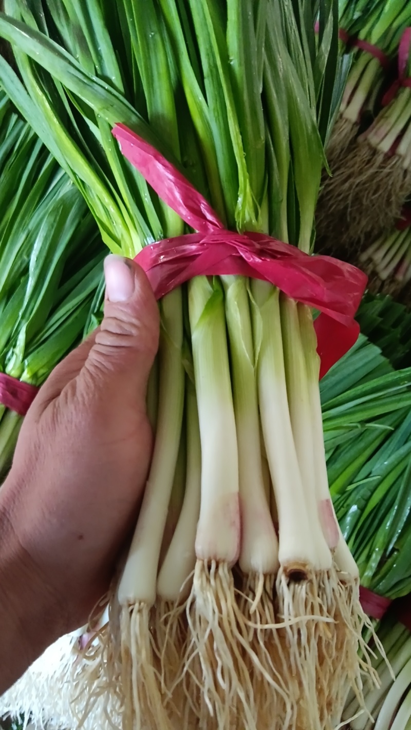 山东新泰精品红根蒜苗大量出售