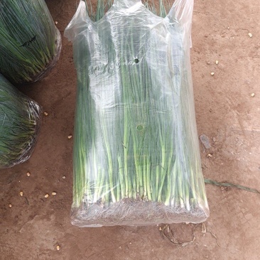 葱苗！商品小葱！电商供应！全年长期有货！