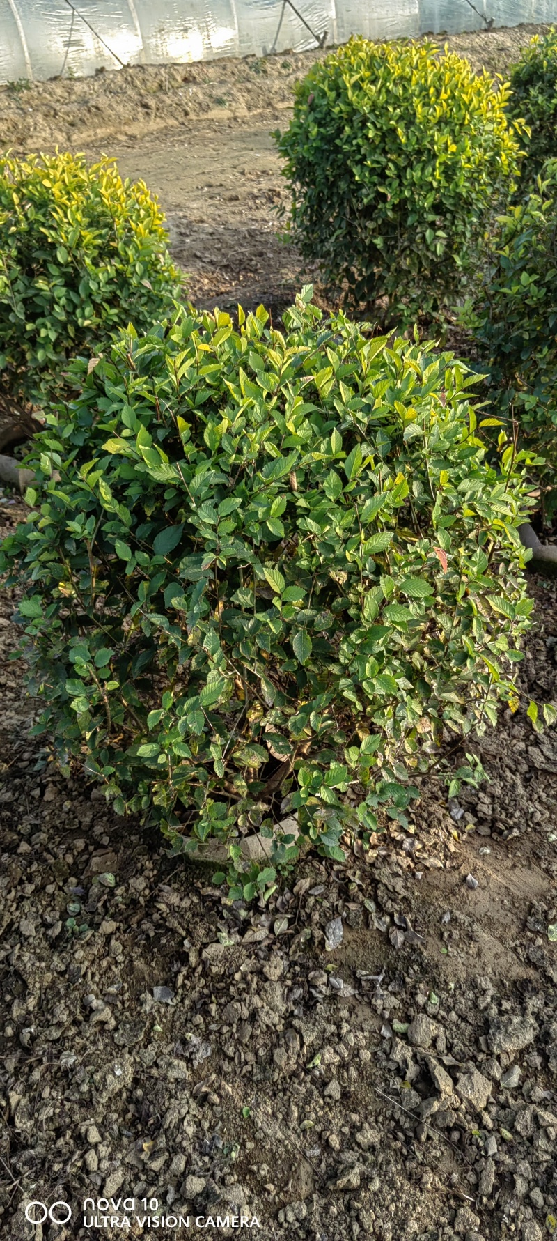金叶榆球60-1米金叶榆球金叶榆地球矮杆金叶榆球10万棵