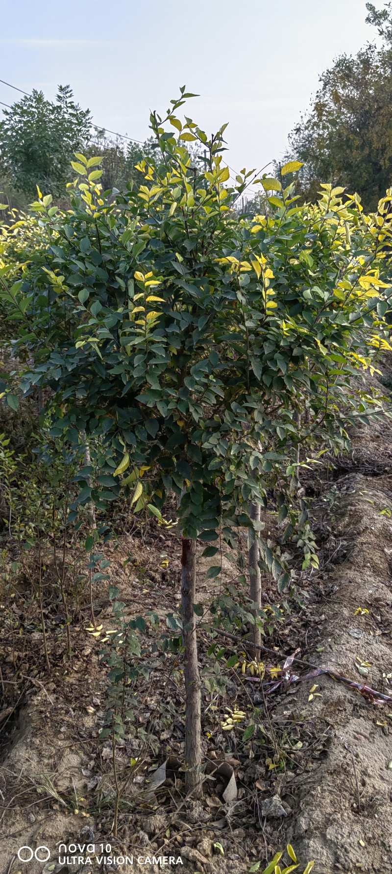 矮杆金叶榆球6-10公分矮杆金叶榆球60-1米金叶榆地球