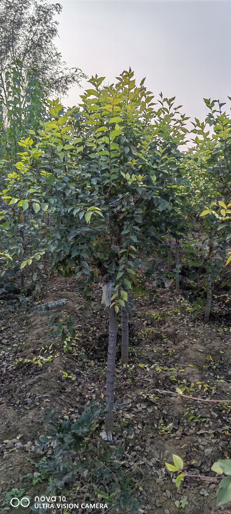矮杆金叶榆球6-10公分矮杆金叶榆球60-1米金叶榆地球