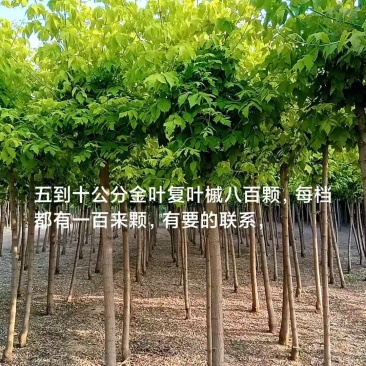 金叶复叶槭6-10公分金叶复叶槭平头一年冒12万棵