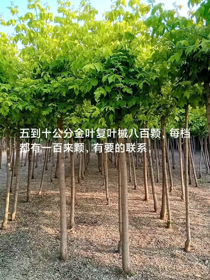 金叶复叶槭6-10公分金叶复叶槭平头一年冒12万棵
