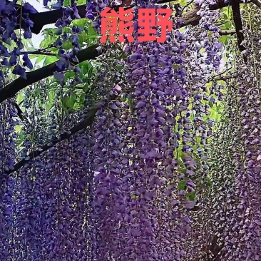 品种紫藤盆景苗，基地直供，价格优惠