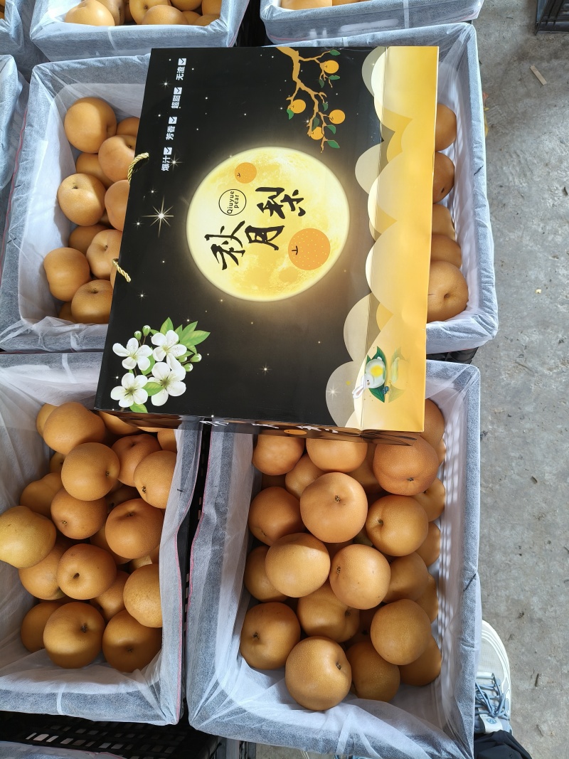 河北秋月梨新鲜上市，一手货源，口感脆甜价格低，产地直发