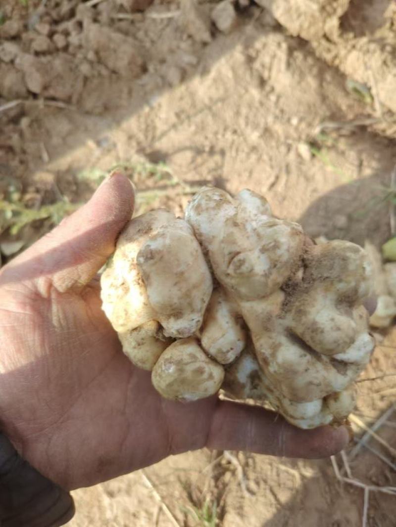 洋菊芋一手货源充足批发市场平台