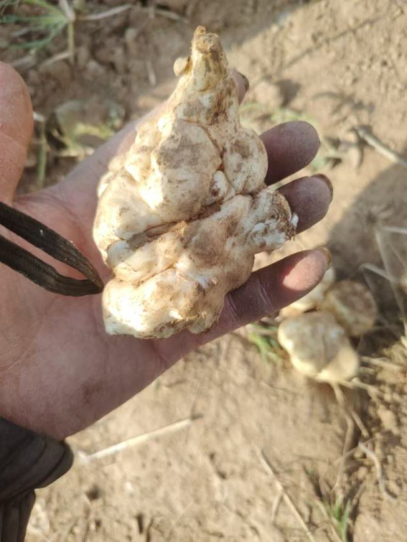 洋菊芋一手货源充足批发市场平台