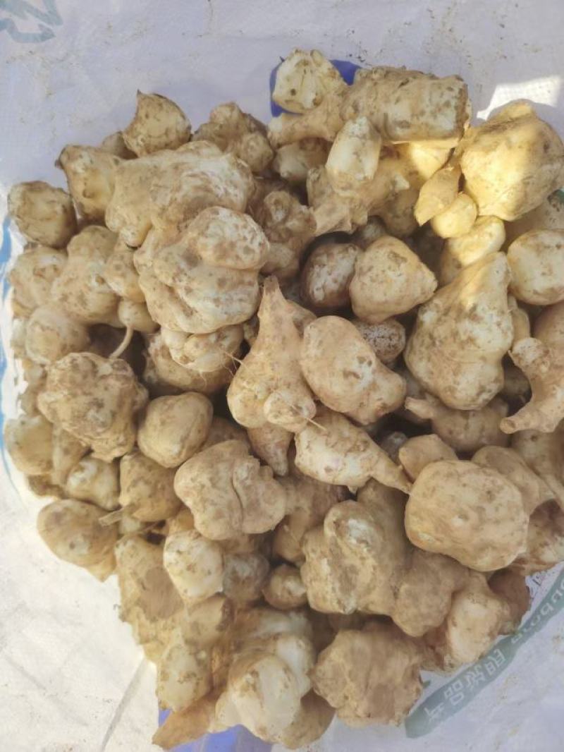 洋菊芋一手货源充足批发市场平台