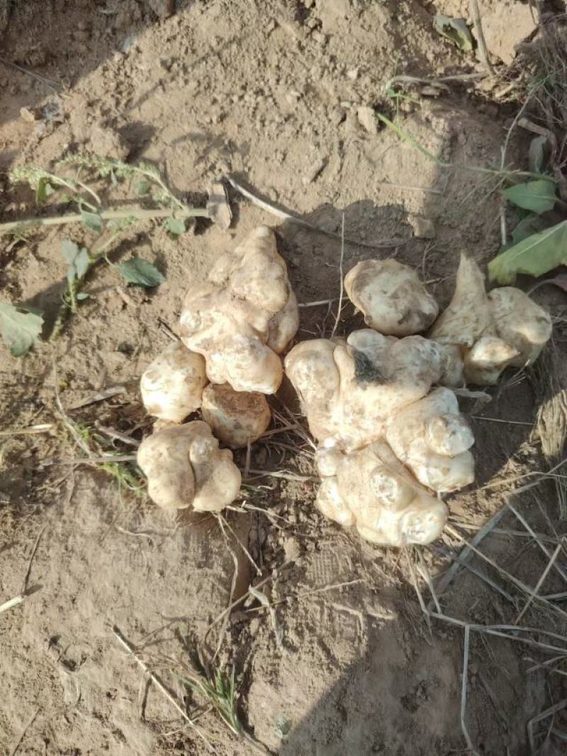洋菊芋一手货源充足批发市场平台