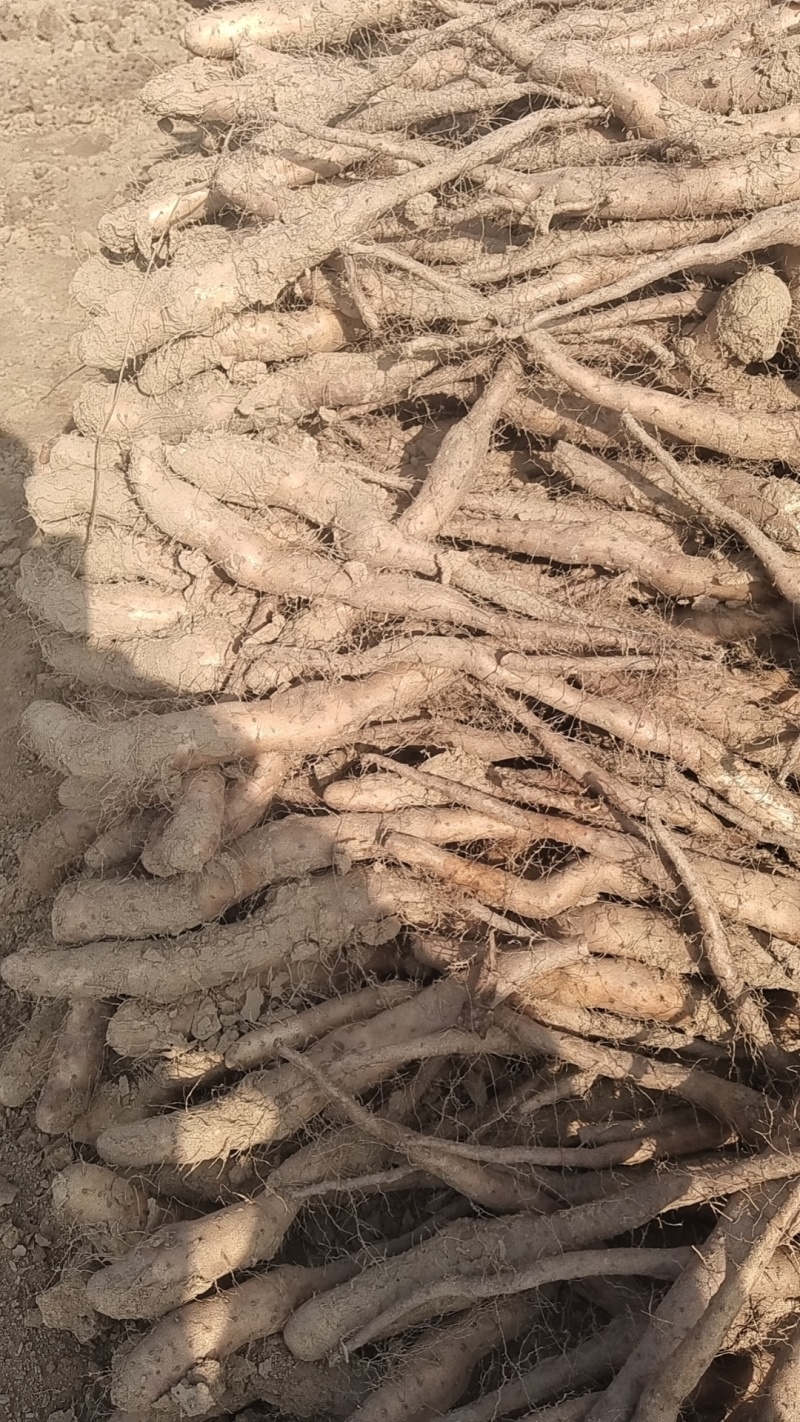 基地直供新茬无菌白玉山药苗