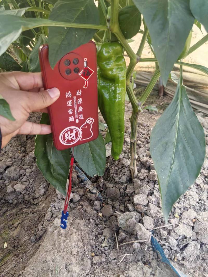 301泡椒电商货，万亩大棚基地直发全国各地区，龚垒代收货