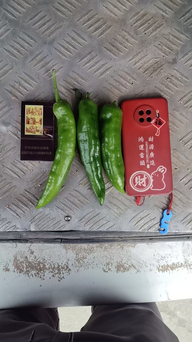 301泡椒电商货，万亩大棚基地直发全国各地区，龚垒代收货