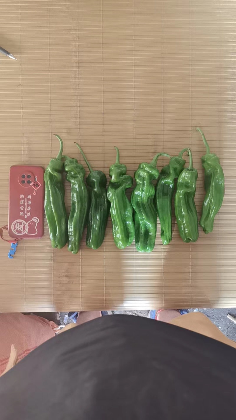 301泡椒电商货，万亩大棚基地直发全国各地区，龚垒代收货