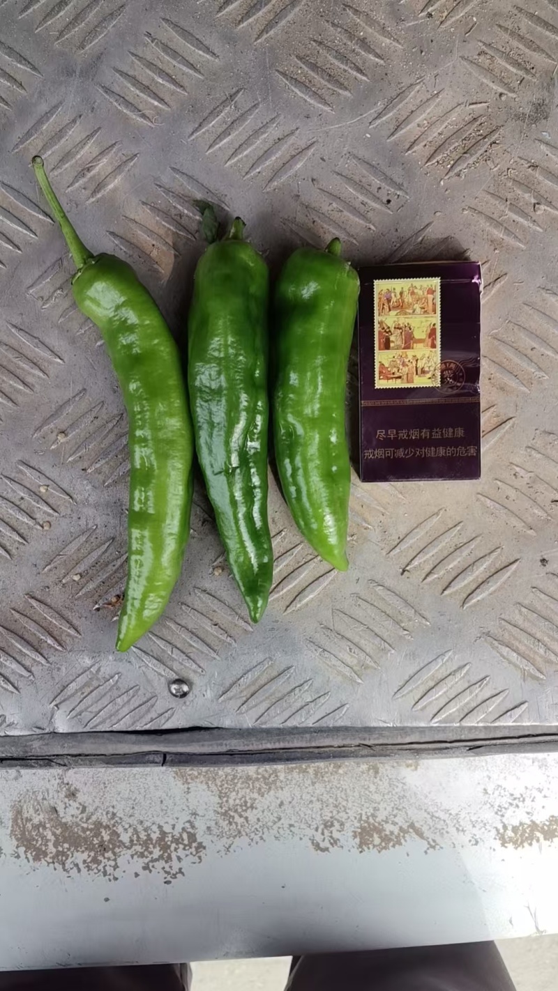301泡椒电商货，万亩大棚基地直发全国各地区，龚垒代收货