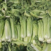 秋绿60桶菜，大量有货，基地供应，无虫，心实，大吨位接单