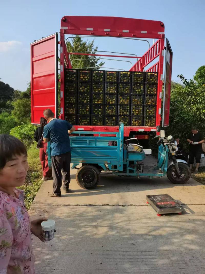 脐橙，皮溥汁多，口感纯甜，现摘现发，基地发往全国各地