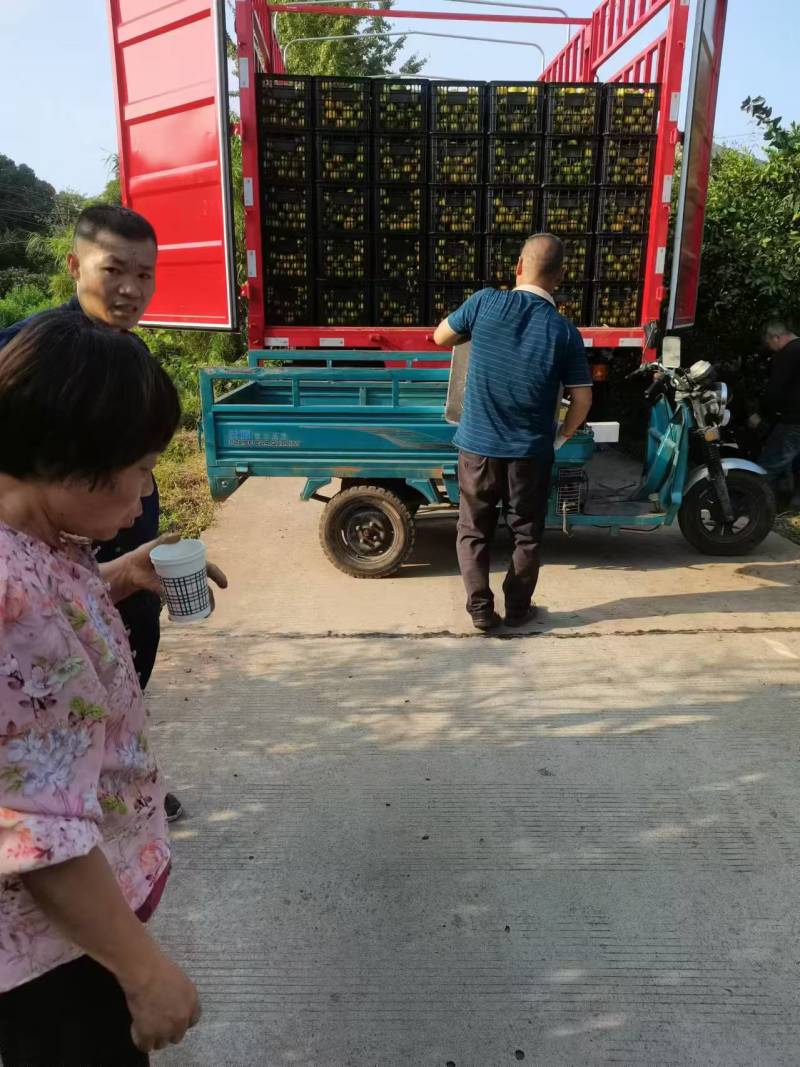 脐橙，皮溥汁多，口感纯甜，现摘现发，基地发往全国各地