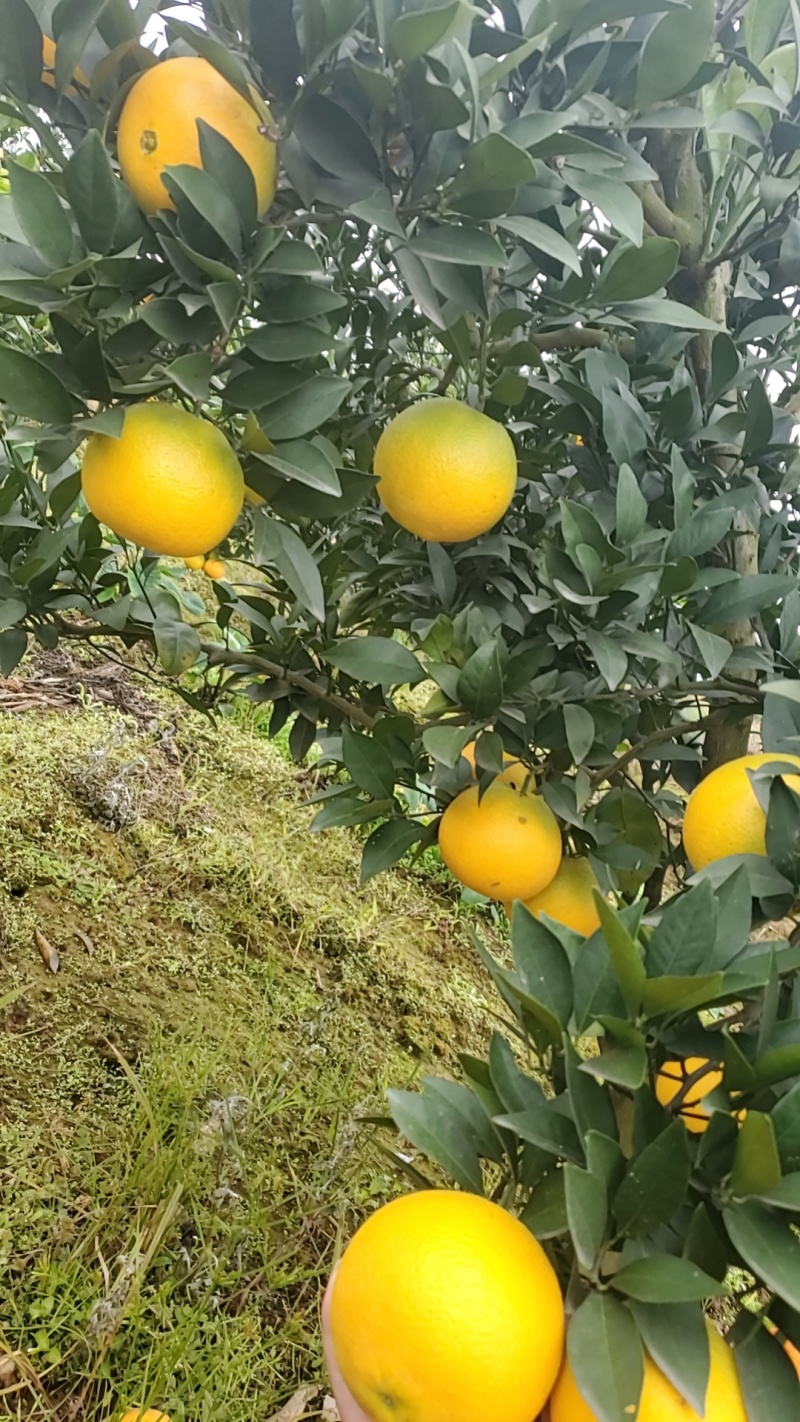 脐橙，皮溥汁多，口感纯甜，现摘现发，基地发往全国各地