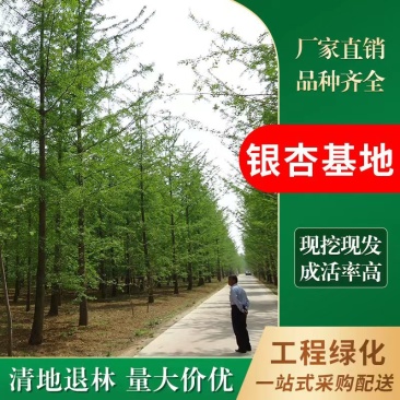 安徽省宿州市砀山县高铁新区孟饭棚村是砀山**的银杏树基地