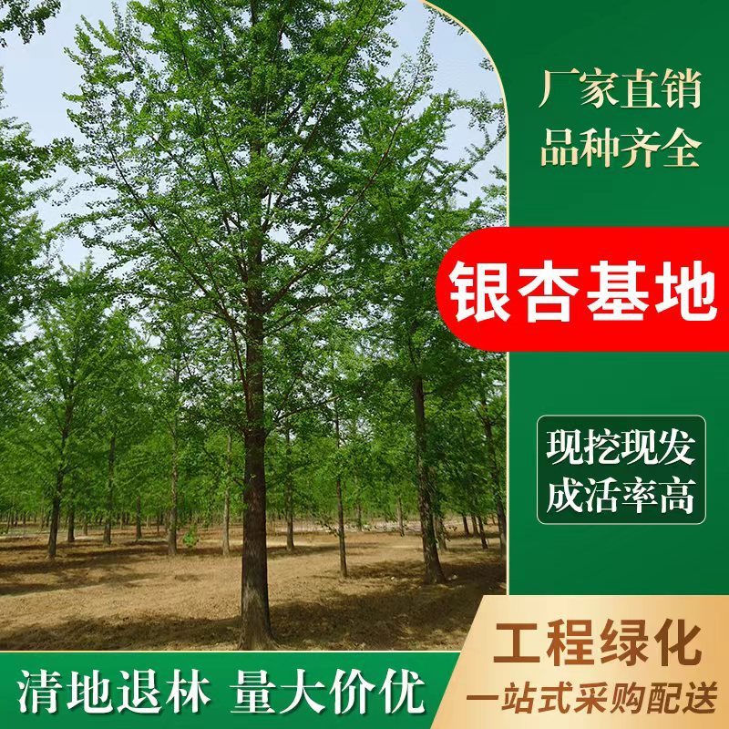 安徽省宿州市砀山县高铁新区孟饭棚村是砀山**的银杏树基地