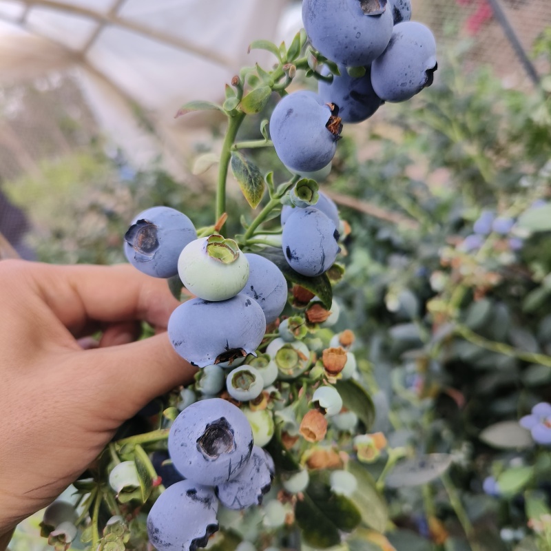 云南蓝莓