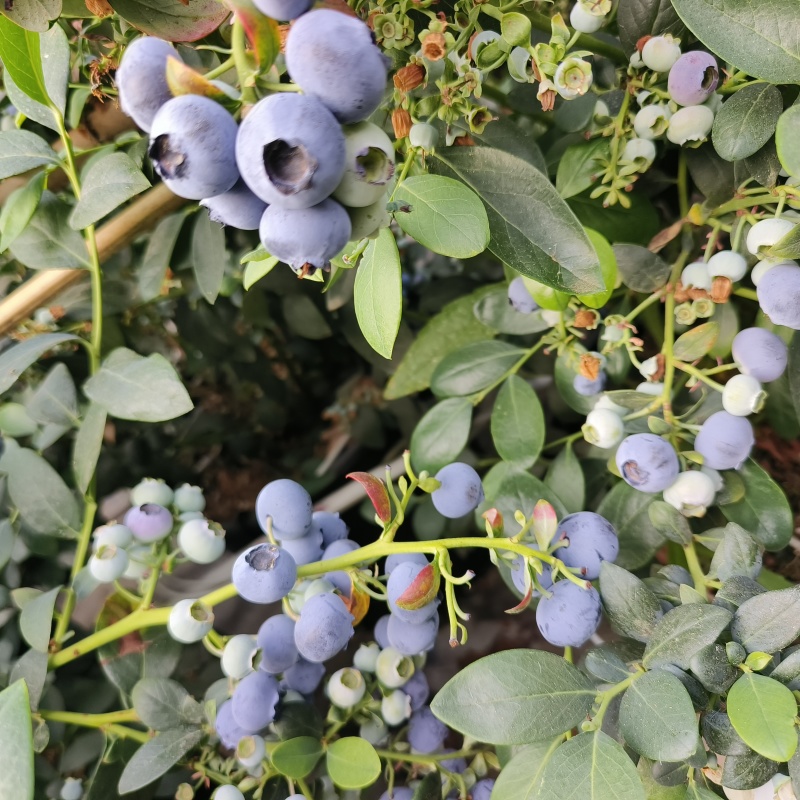 云南蓝莓