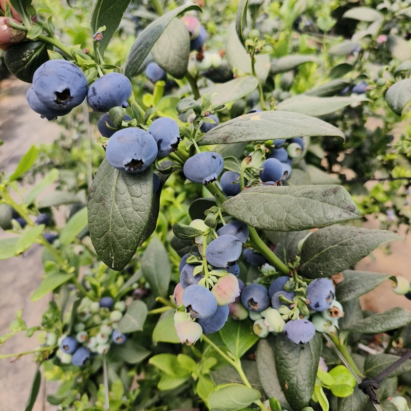 云南蓝莓