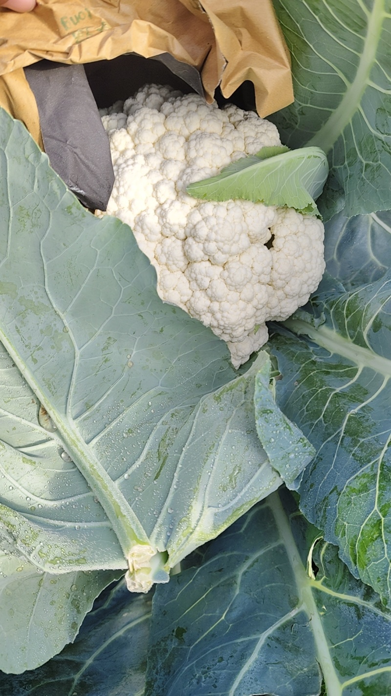 精品有机松花菜散花小米粒产地直发一手货源