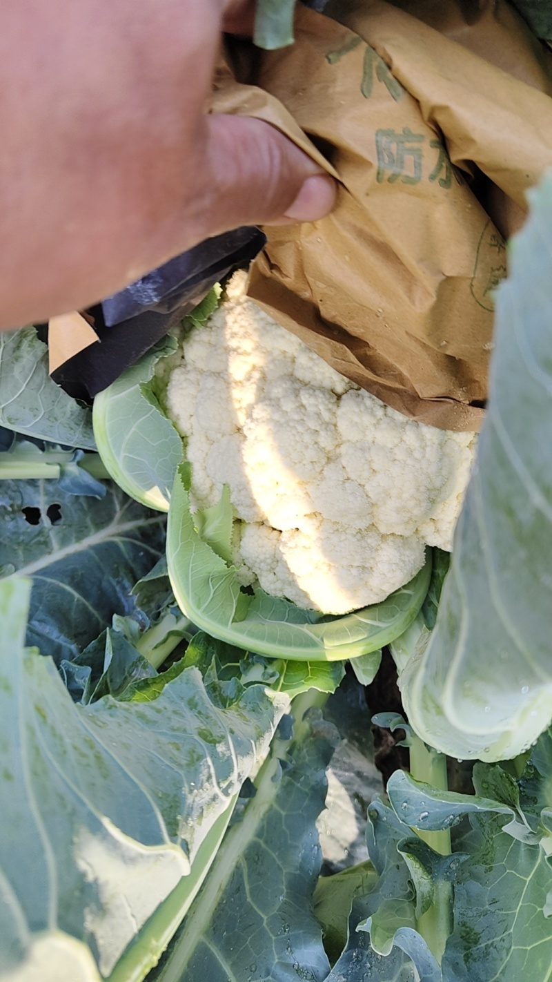 精品有机松花菜散花小米粒产地直发一手货源