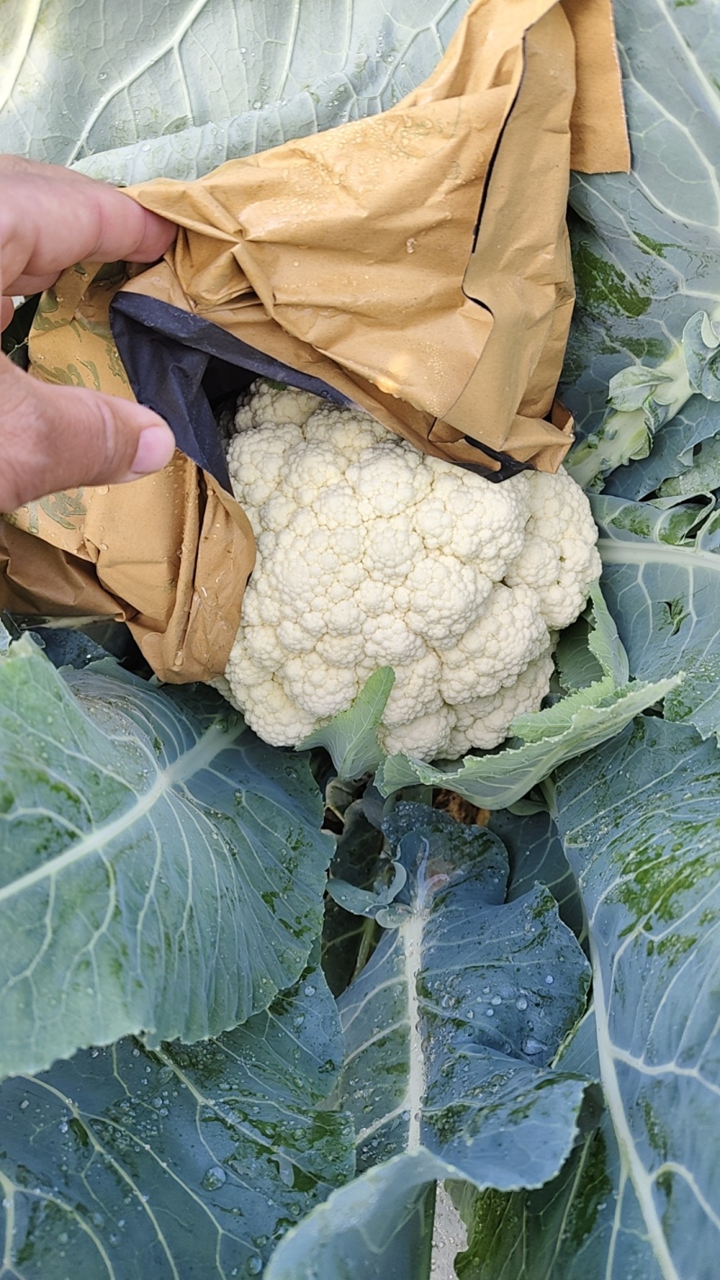 精品有机松花菜散花小米粒产地直发一手货源